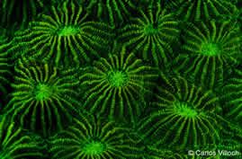 fluorescencia submarina fotografia filtros foco luz ultravioleta productos fotosub