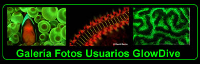 fluorescencia submarina fotografia filtros foco luz ultravioleta productos fotosub