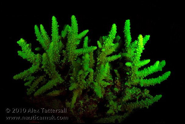 fluorescencia submarina fotografia filtros foco luz ultravioleta productos fotosub