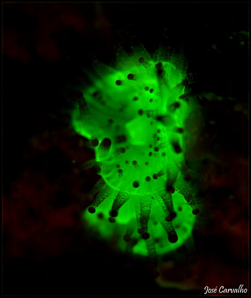 fluorescencia submarina fotografia filtros foco luz ultravioleta productos fotosub