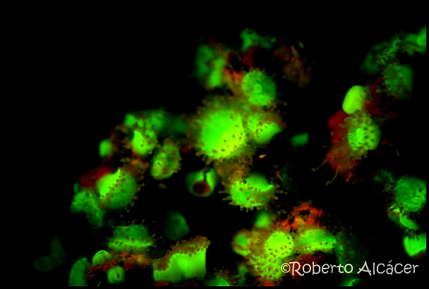 fluorescencia submarina fotografia filtros foco luz ultravioleta productos fotosub