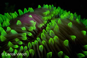 fluorescencia submarina
