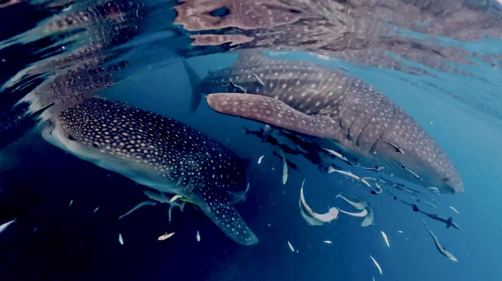 Tiburones ballena en Papia