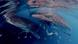 Tiburones ballena en Papia